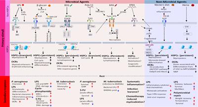 Innate Immune Memory in Hematopoietic Stem/Progenitor Cells: Myeloid-Biased Differentiation and the Role of Interferon